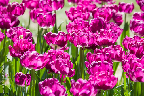 Lots of bright purple tulips
