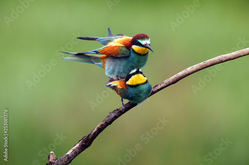 Obraz na plátně The European bee-eater (Merops apiaster) mating pair on tree