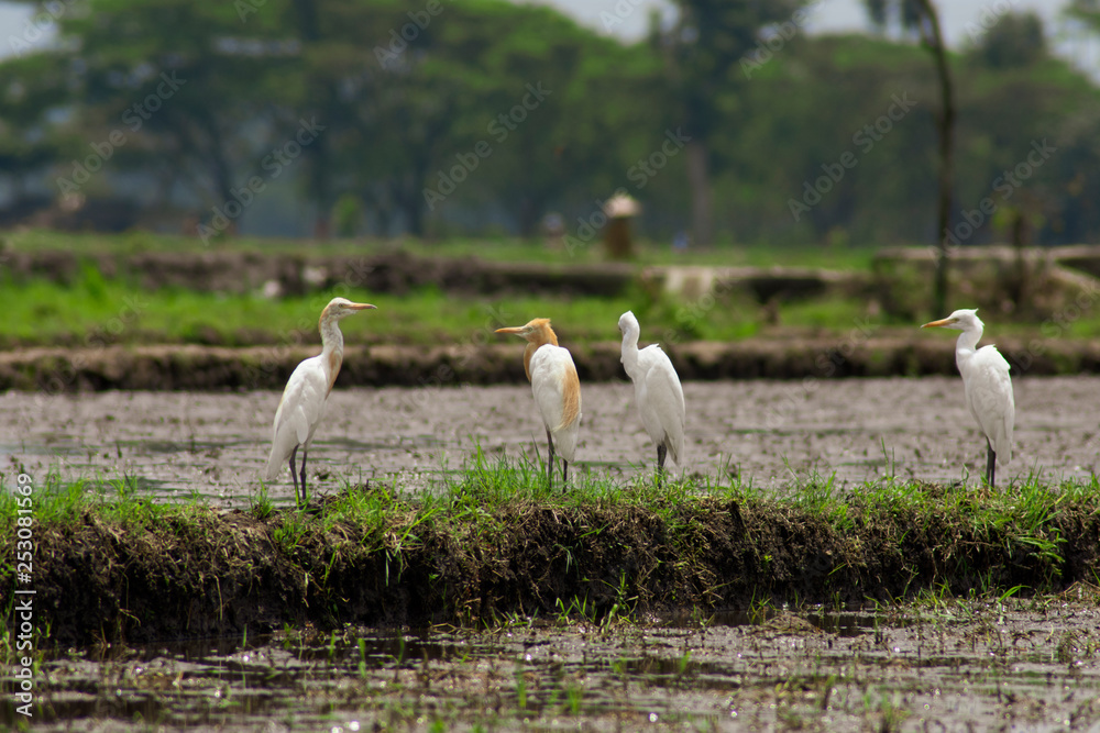 Close up of a white stork or Ciconia ciconia on a green natural background Close up of a white stork or Ciconia ciconia on a green natural background