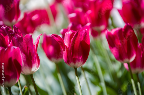 Red tulips close up tilted