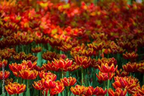 Many bright multi-colored tulips