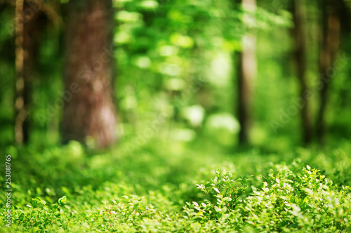 pine and fir forest panorama