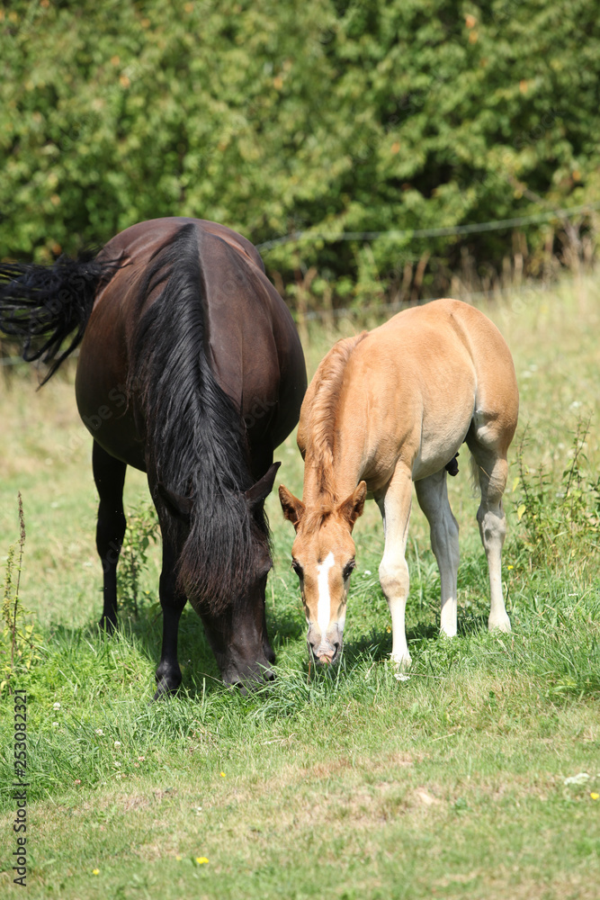 Beautiful mare with foal eating on pasturage Beautiful mare with foal eating on pasturage