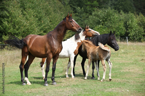 Batch of horses on pasturage  together