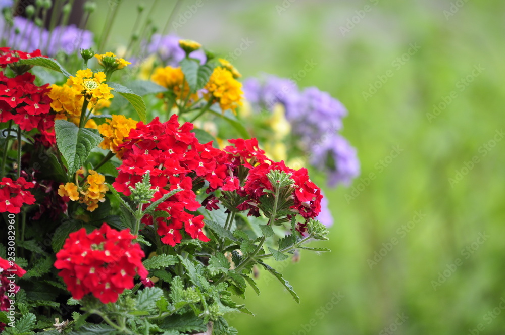 Close up of red, yellow, and purple colors of different flowers in the garden Close up of red, yellow, and purple colors of different flowers in the garden