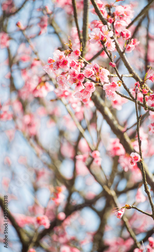 beautiful cherry blossoms