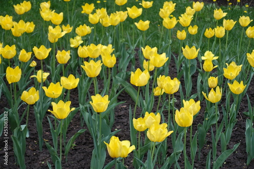 Flowering yellow tulips in the spring garden