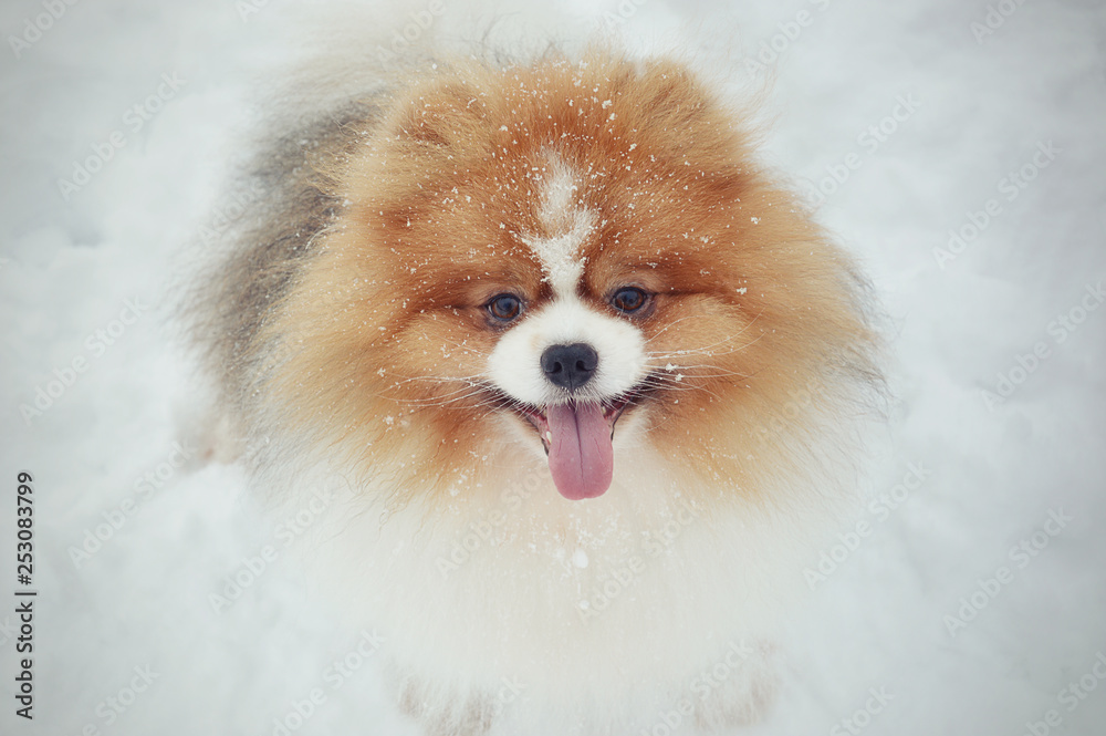 pomeranian dog in snow pomeranian dog in snow