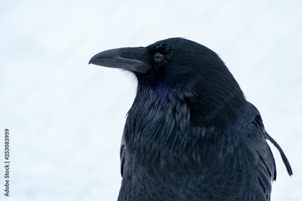 Fototapeta premium Raven close up in the snow