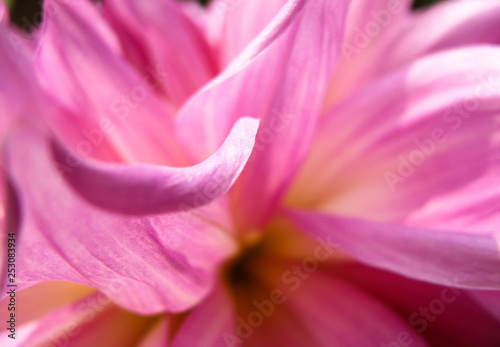 Dahlia is a genus of bushy, tuberous, herbaceous perennial plants native to Mexico. This photo is an abstract of dahlia petals in extreme closeup in a garden in Delhi