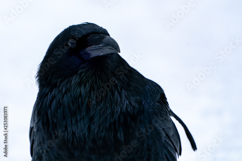 Raven close up in the snow