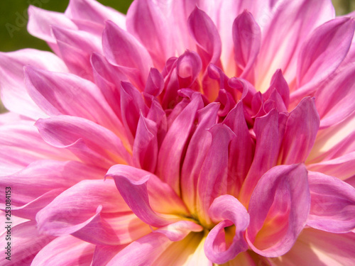 Dahlia is a genus of bushy  tuberous  herbaceous perennial plants native to Mexico. This photo is an abstract of dahlia petals shot at an extreme closeup in a garden in Delhi