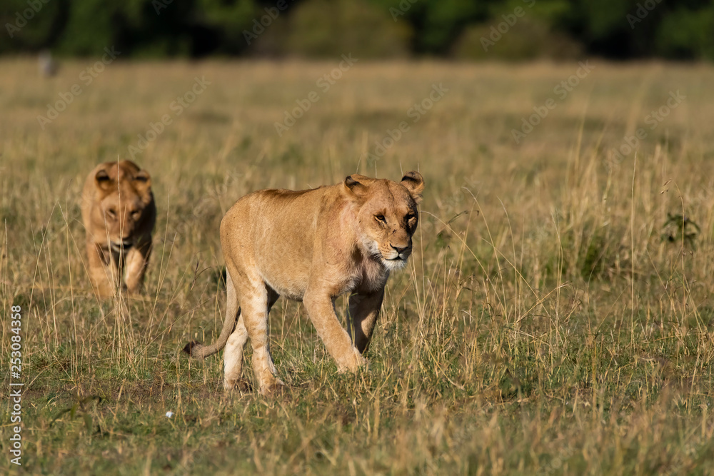 A male lion sitting relaxedly in the plains of Africa inside Masai Mara National Park during a wildlife safari A male lion sitting relaxedly in the plains of Africa inside Masai Mara National Park during a wildlife safari