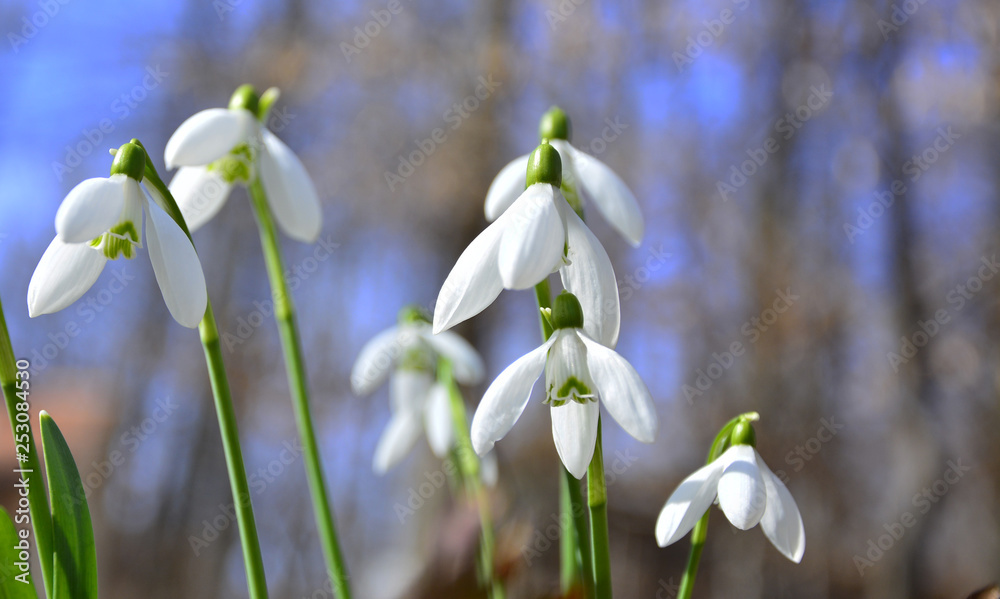 spring white flowers spring white flowers