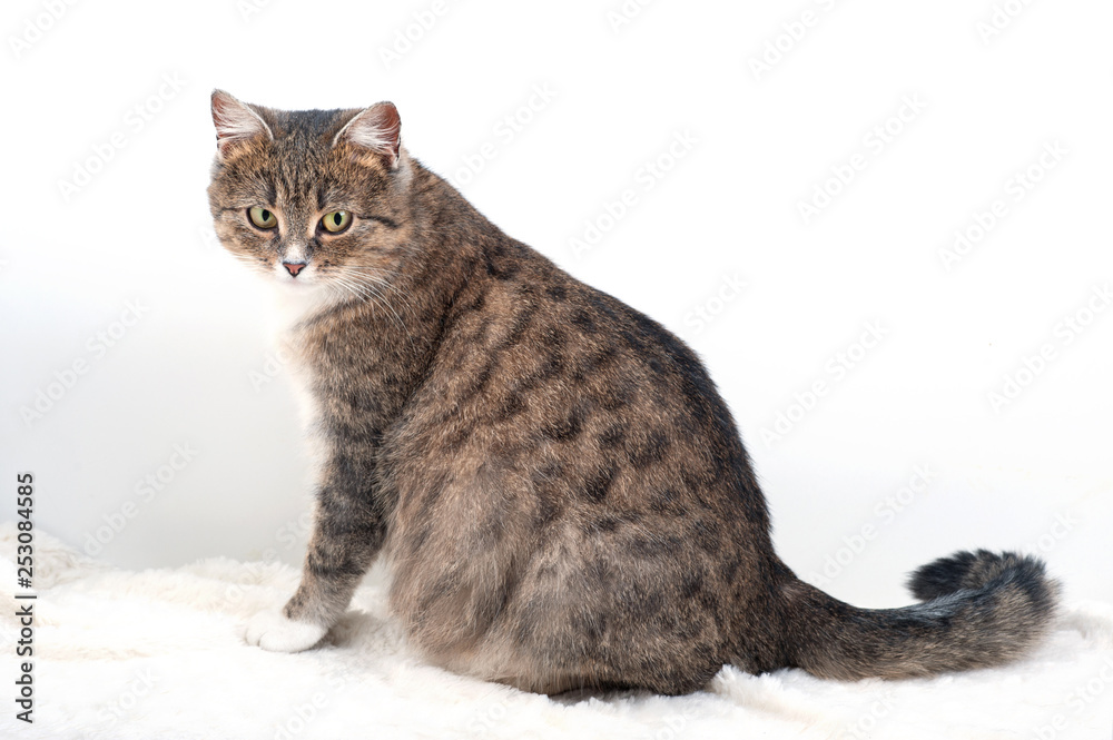 Adult pregnant domestic cat sitting on a light background. Adult pregnant domestic cat sitting on a light background.