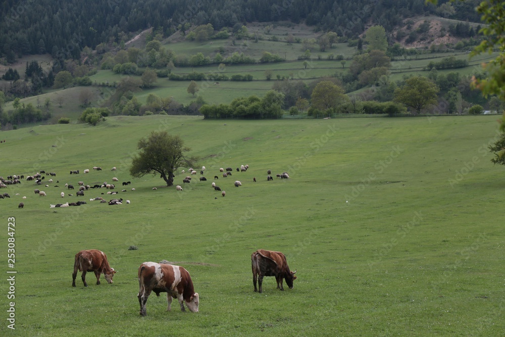 Cow herd and shepherd,Artvin/Savsat Cow herd and shepherd,Artvin/Savsat