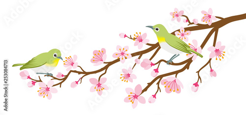 Two small birds perch on cherry blossom branch -Zosterops japonicas