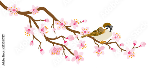 Small bird perch on cherry blossom branch -House Sparrow