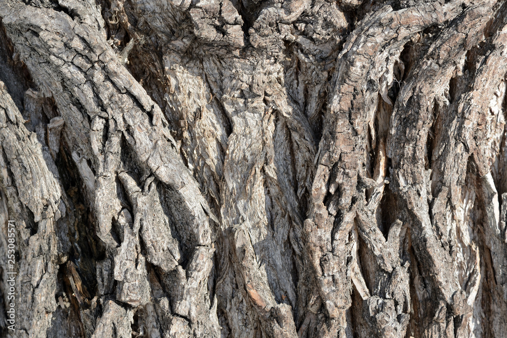Tree bark illuminated by the sun texture background close up