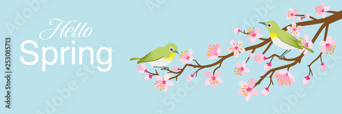 Two small birds perch on cherry blossom branch  including words    Hello Spring -Zosterops japonicas  Header ratio