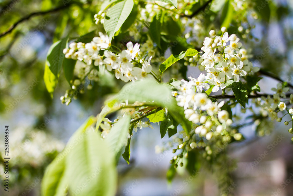 Bird cherry blossomed in spring
