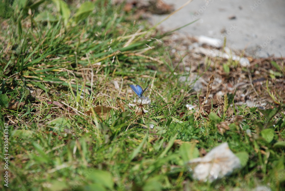 Closer look at the blue butterfly on the white clover flower head on the green grass background