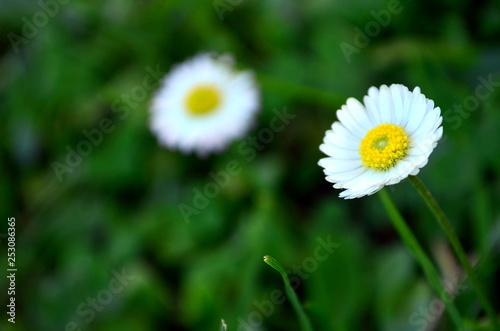 Daisy flower in Shalimar Bagh. It s a Mughal garden in Srinagar  linked through a channel to the northeast of Dal Lake  on its right bank located on the outskirts of Srinagar  Jammu   Kashmir  India