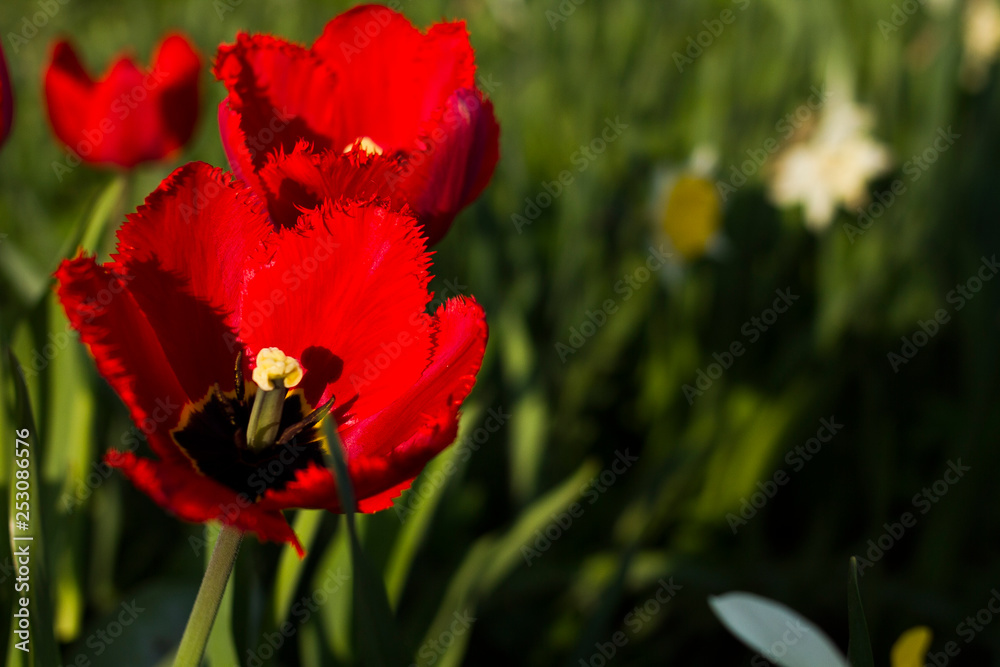 Two tulips close up