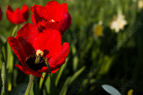 Two tulips close up