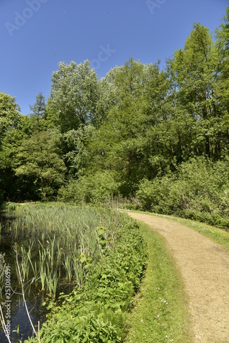 Chemin courbé longeant un bras d'eau couvert de végétation dans la forêt luxuriante du domaine provincial de Rivierenhof à Anvers