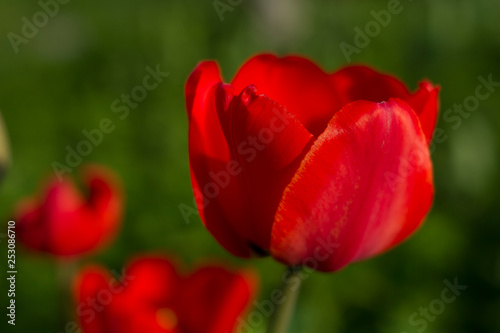 Red Tulip Closeup