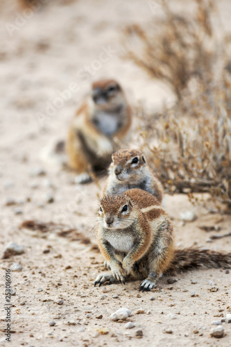 Three Watchfull Cape ground squirrels, Xerus inauris in a row in the Kgalagadi National Park, South Africa