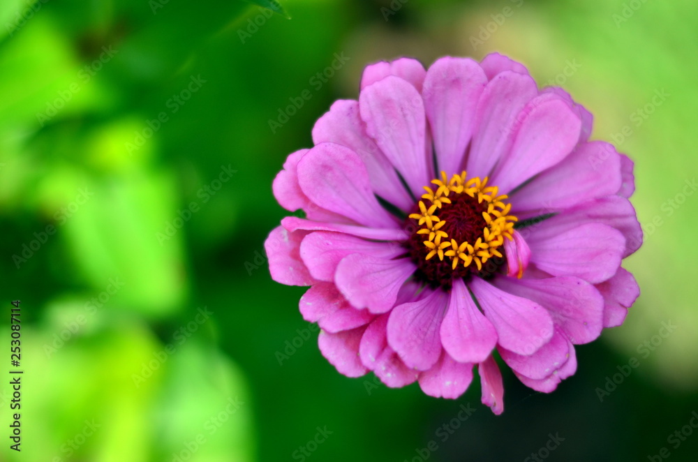 Zinnia flower in Shalimar Bagh. It's a Mughal garden in Srinagar, linked through a channel to the northeast of Dal Lake, on its right bank located on the outskirts of Srinagar, Jammu & Kashmir, India Zinnia flower in Shalimar Bagh. It's a Mughal garden in Srinagar, linked through a channel to the northeast of Dal Lake, on its right bank located on the outskirts of Srinagar, Jammu & Kashmir, India