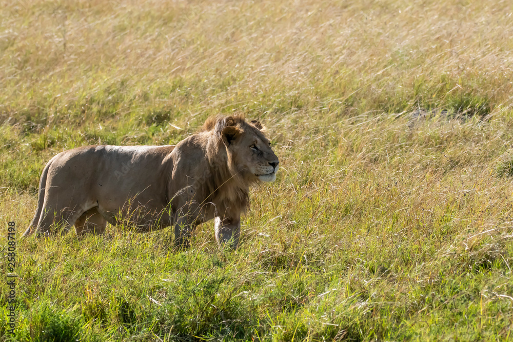 Fototapeta premium A male lion standing relaxedly in the plains of Africa inside Masai Mara National Park during a wildlife safari
