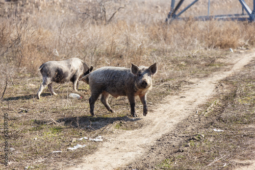 A couple, a family of wild boars freely walking on the outskirts of the industrial district of the city. Wild boar in the wild