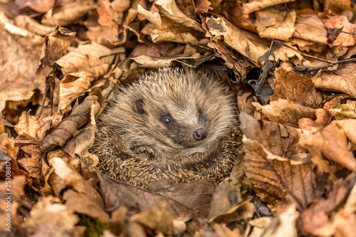 Hedgehog waking from hibernation, wild, free roaming hedgehog, erinaceus europaeus, taken from a wildlife garden hide to monitor health and numbers of this declining iucn redlisted mammal	 photo
