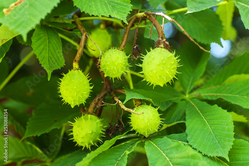 The green spiked chestnuts on aleaves background
