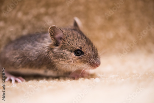 Common brown baby mouse sitting on a carpet
