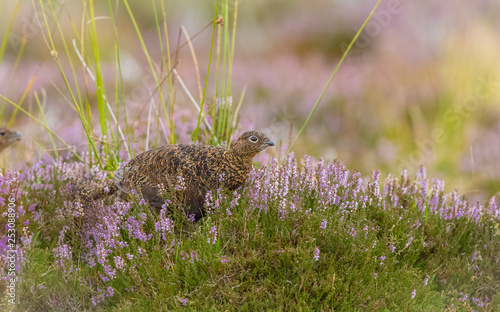 Red Grouse, (Lagopus lagopus) in natural grouse moor habitat with purple heather, reeds and grasses. Horizontal.