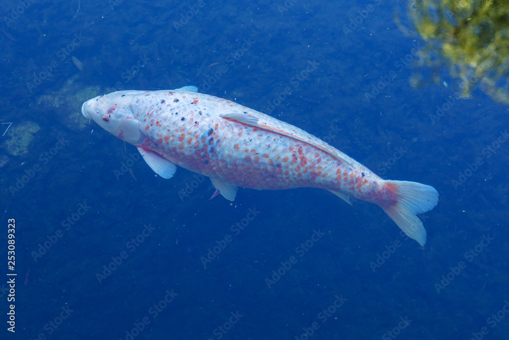 Naklejka premium Koi Carp, Japanese big fish, underwater in garden