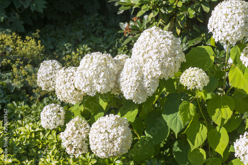 фотографія Hydrangea Annabelle in the garden