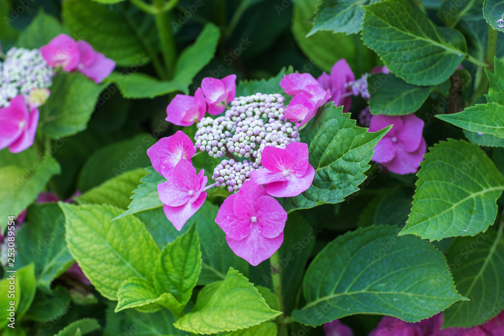 Beautiful flower bright pink hydrangea. Close up Beautiful flower bright pink hydrangea. Close up