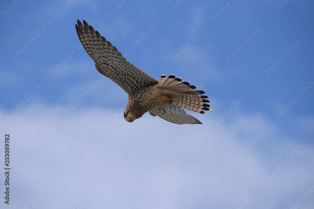 A buzzard is high up in the air looking for a prey on the coast of Paphos - Cyprus