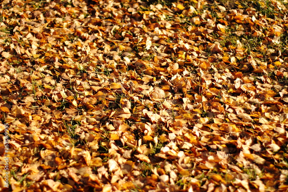 Background autumn Background autumn