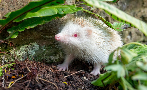 Hedgehog, (Erinaceus Europaeus) rare, white, Albino hedgehog with pink eyes, snout and feet.  In natural garden habitat © Anne Coatesy