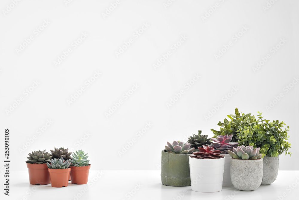 Green plants, succulents, in cement concrete pots stand in a row on a white background. The concept of a flower shop, gifts for women and the protection of nature. Green plants, succulents, in cement concrete pots stand in a row on a white background. The concept of a flower shop, gifts for women and the protection of nature.