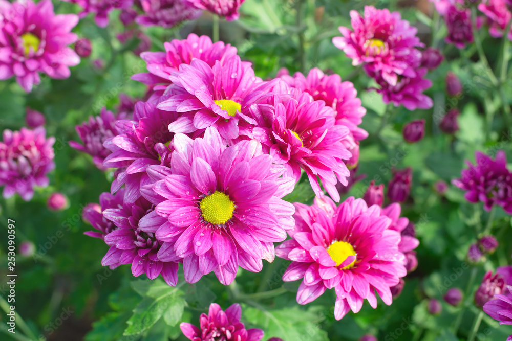 Beautiful pink chrysanthemum in the garden Beautiful pink chrysanthemum in the garden