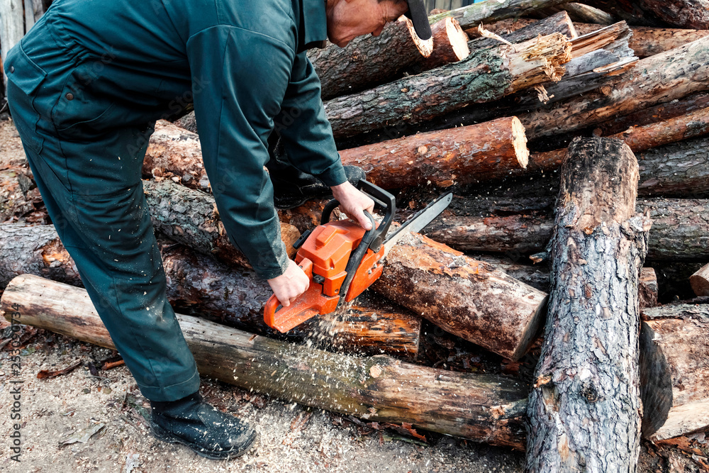 Male lumberjack fells chainsaw forest. Man cuts tree with chainsaw in forest. Male lumberjack fells chainsaw forest. Man cuts tree with chainsaw in forest.
