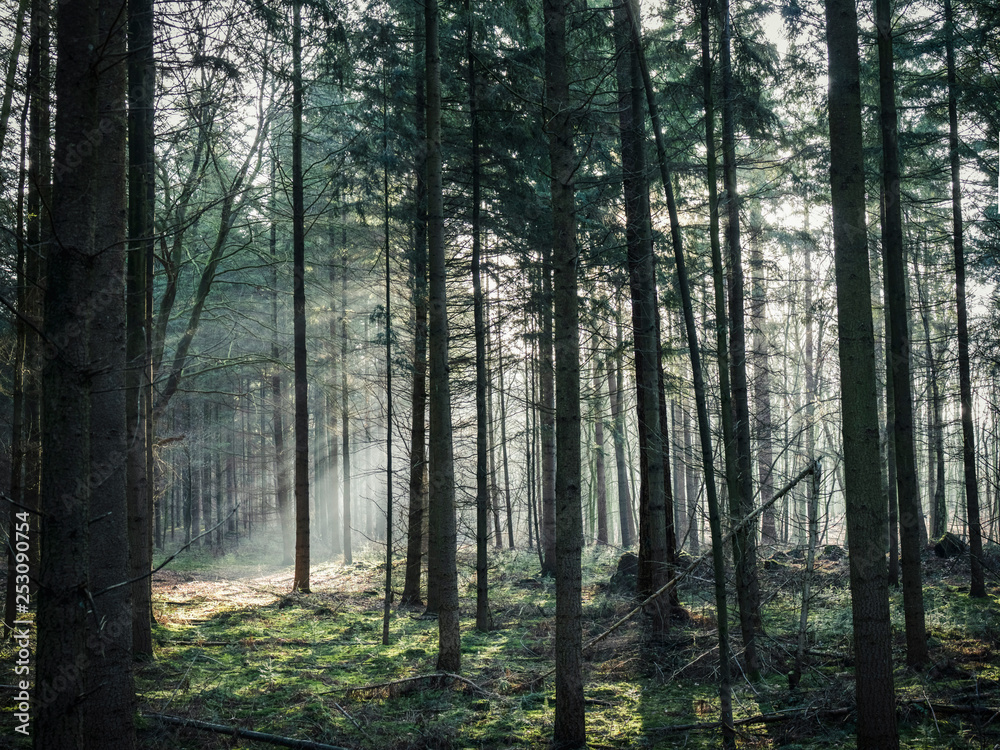 Morgensonne im Wald Morgensonne im Wald