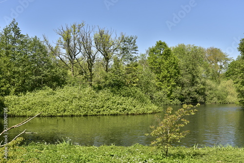 Végétation sauvage sur l'ile de dernier étang au domaine de Rivierenhof à Anvers photo